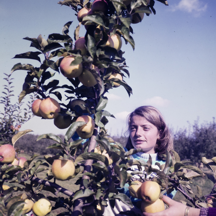 minerva_dn_1977_2274_cules_de_mere_001