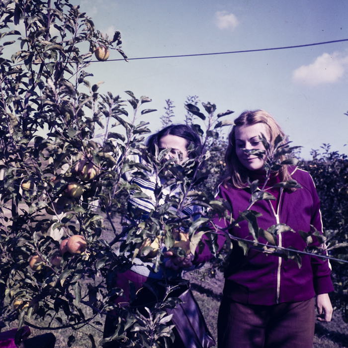 minerva_dn_1977_2274_cules_de_mere_002