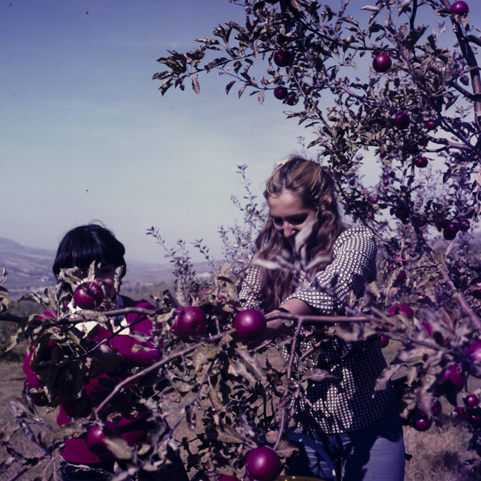 minerva_dn_1977_2274_cules_de_mere_003