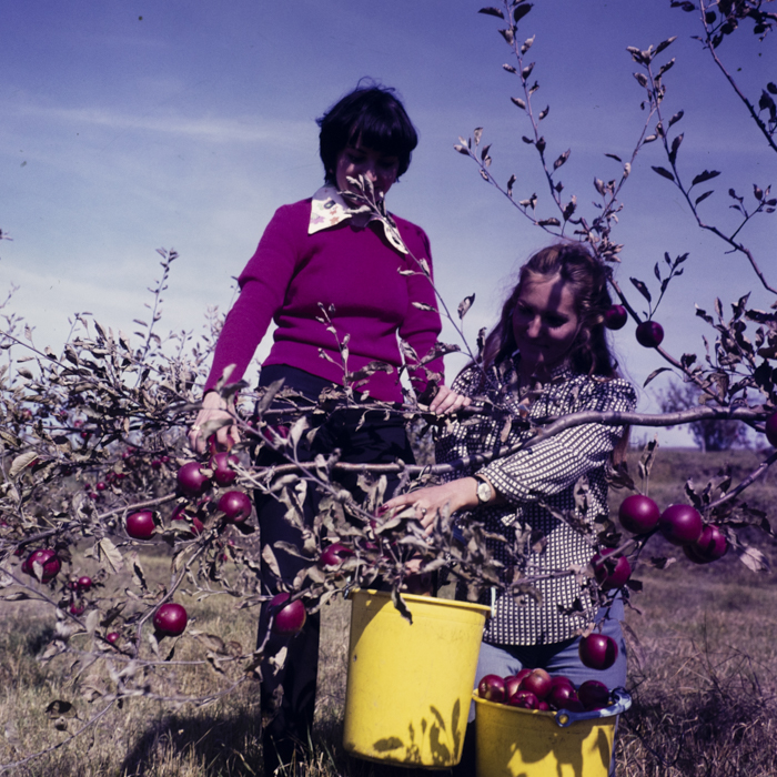 minerva_dn_1977_2274_cules_de_mere_004