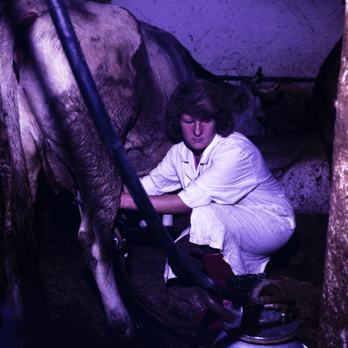 minerva_dn_1977_2284_reproduceri_001