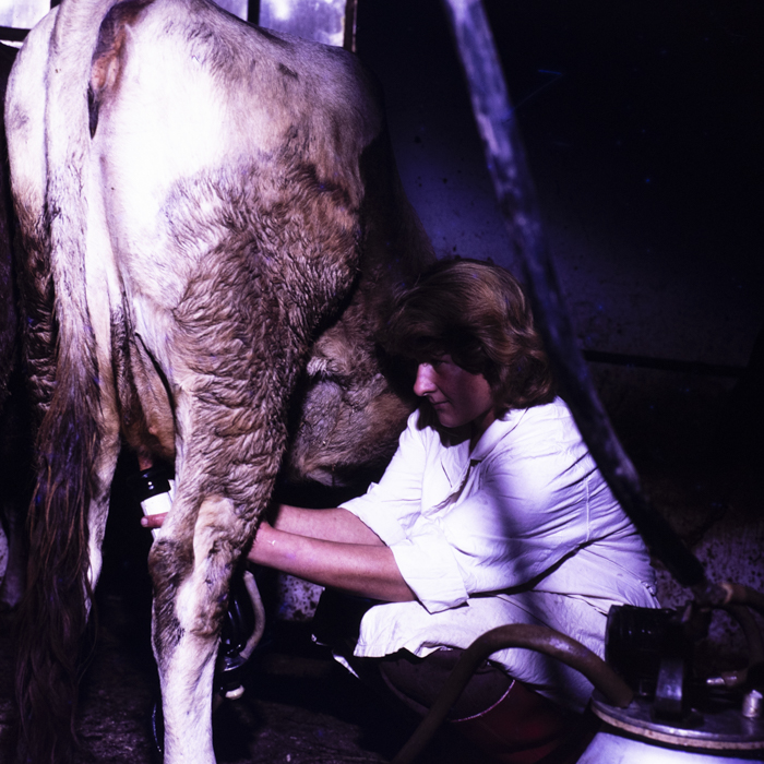 minerva_dn_1977_2284_reproduceri_002