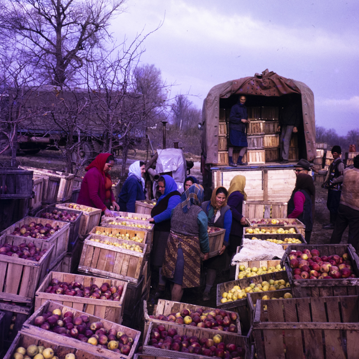 minerva_dn_1977_2284_reproduceri_003