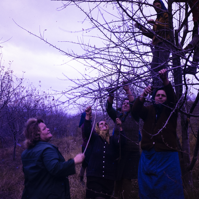 minerva_dn_1977_2284_reproduceri_004