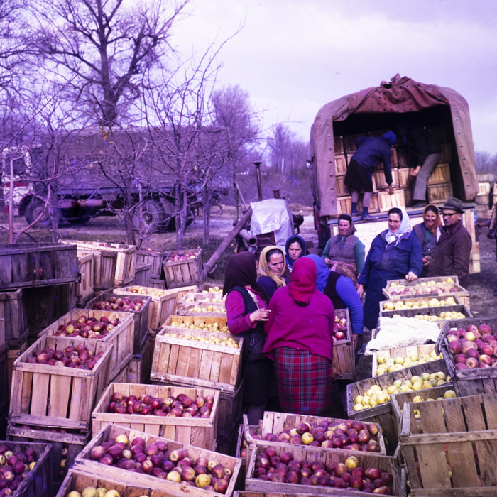 minerva_dn_1977_2284_reproduceri_005