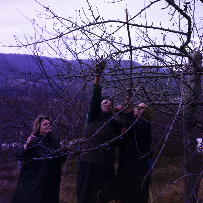 minerva_dn_1977_2284_reproduceri_006