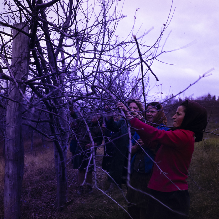 minerva_dn_1977_2284_reproduceri_007