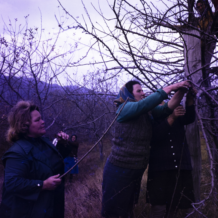 minerva_dn_1977_2284_reproduceri_008