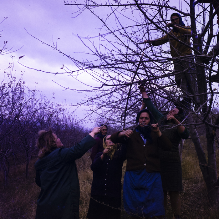 minerva_dn_1977_2284_reproduceri_009