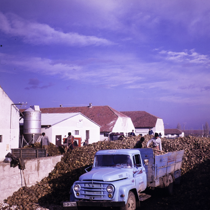 minerva_dn_1977_2291_cap_cristian_busoi_003