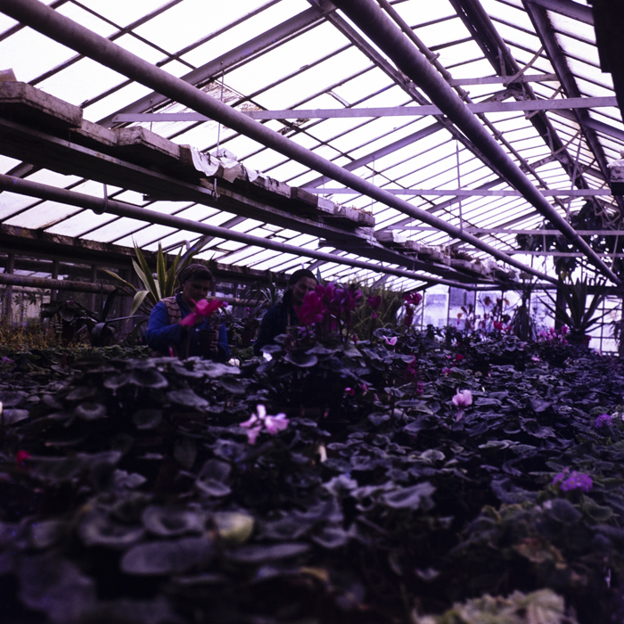 minerva_dn_1977_2291_cap_cristian_busoi_006