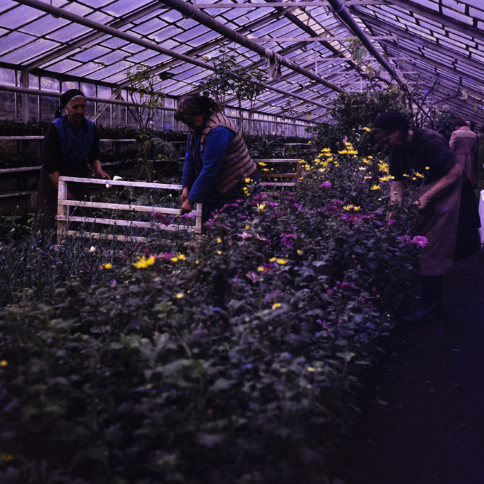 minerva_dn_1977_2291_cap_cristian_busoi_007