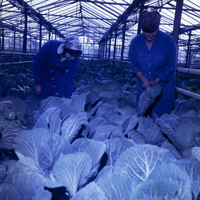 minerva_dn_1978_2328_c.a.p_004