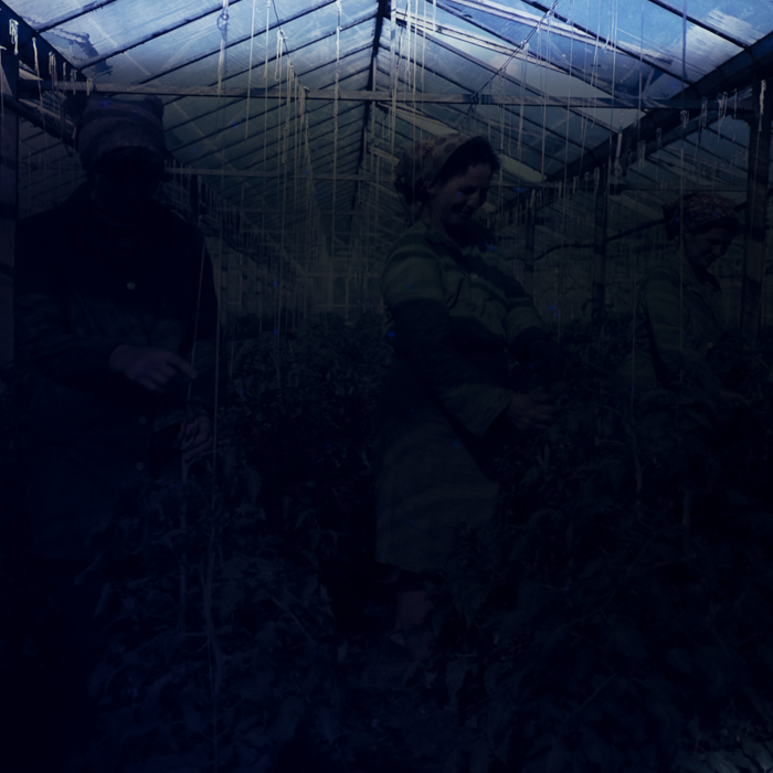 minerva_dn_1978_2328_c.a.p_005