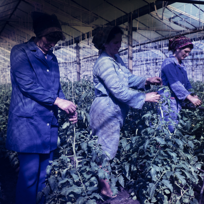 minerva_dn_1978_2328_c.a.p_006