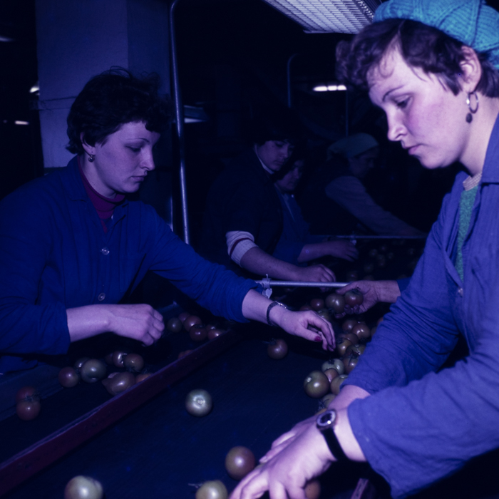 minerva_dn_1978_2329_sere_arad_001