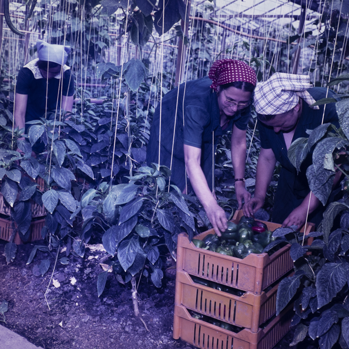 minerva_dn_1978_2329_sere_arad_003