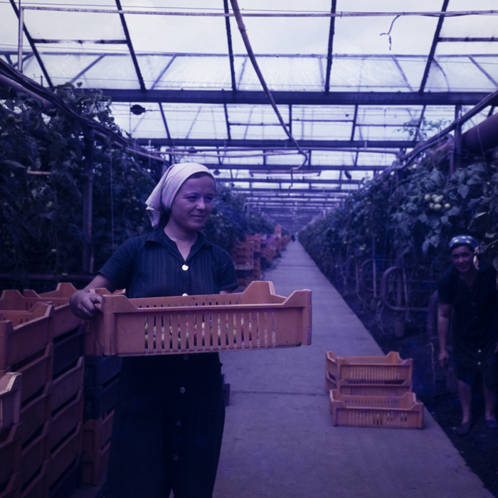 minerva_dn_1978_2329_sere_arad_004