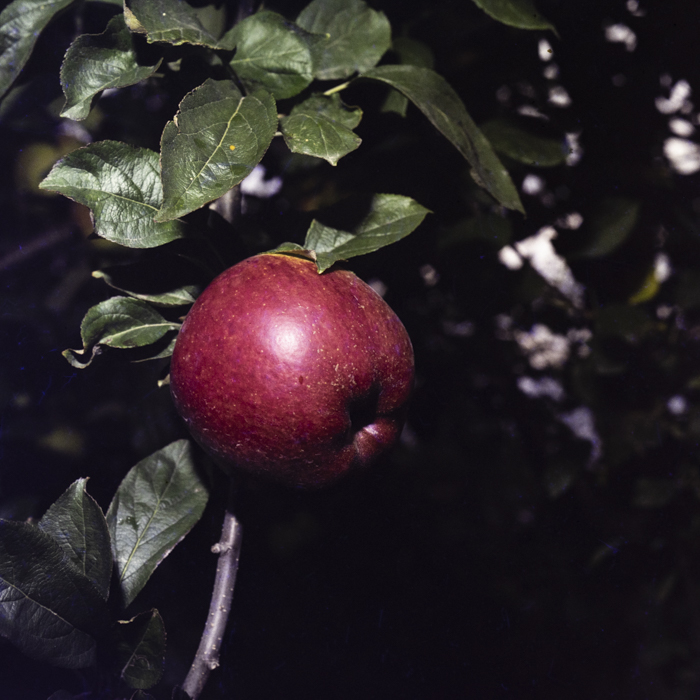 minerva_dn_1978_2351_cules_de_mere001