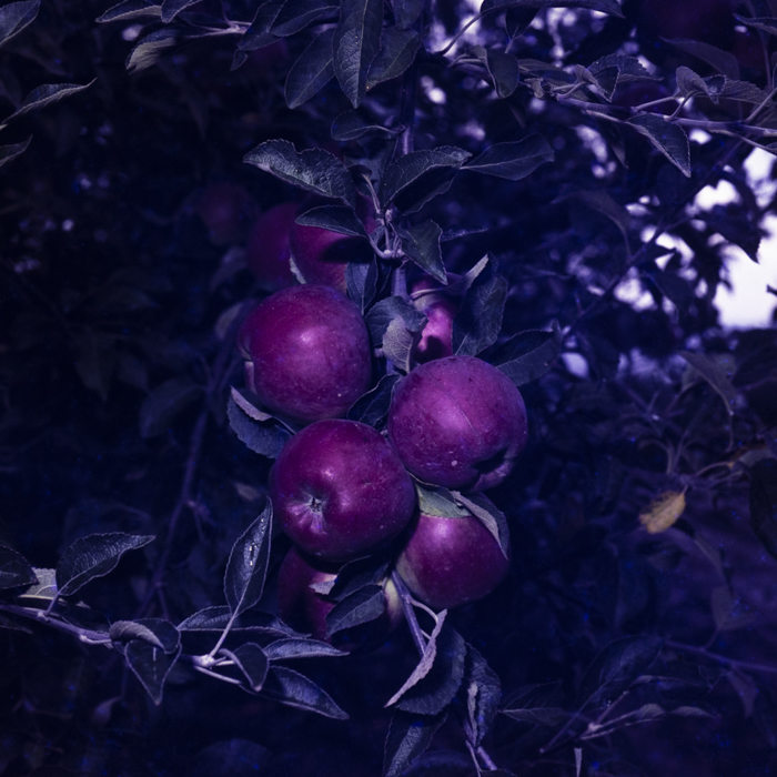 minerva_dn_1978_2351_cules_de_mere002