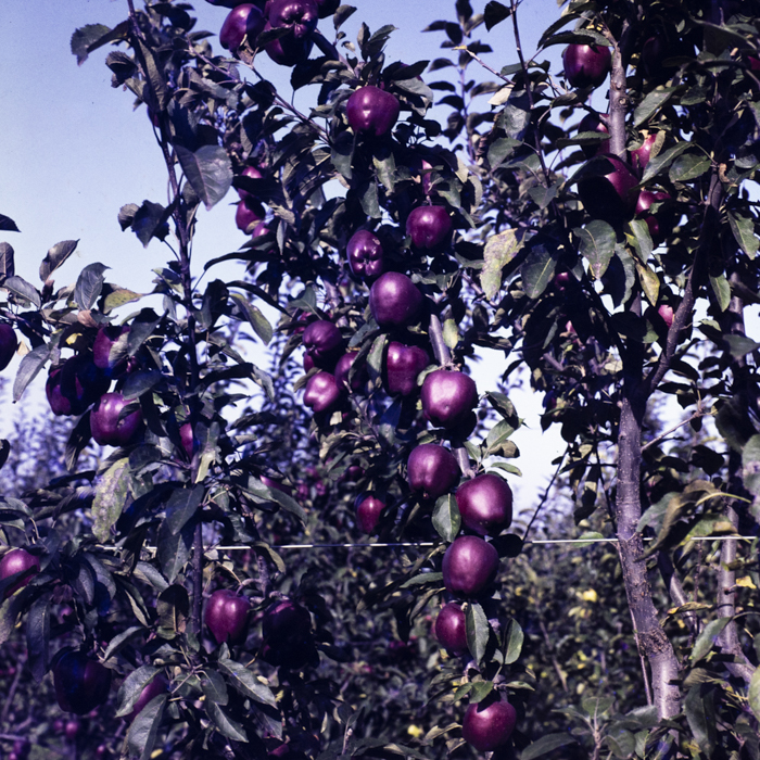 minerva_dn_1978_2351_cules_de_mere004