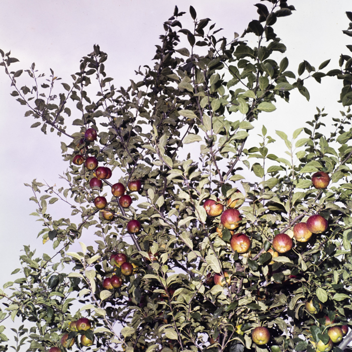 minerva_dn_1978_2351_cules_de_mere006