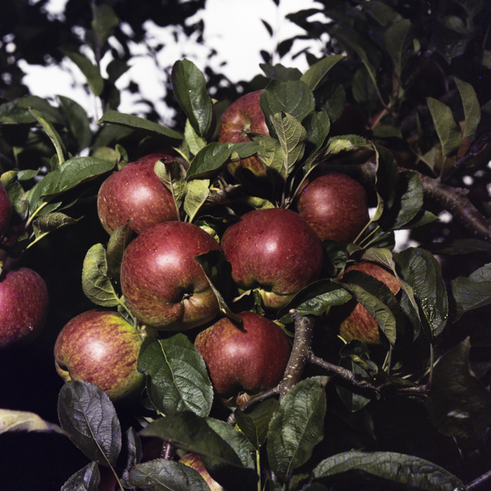 minerva_dn_1978_2351_cules_de_mere007