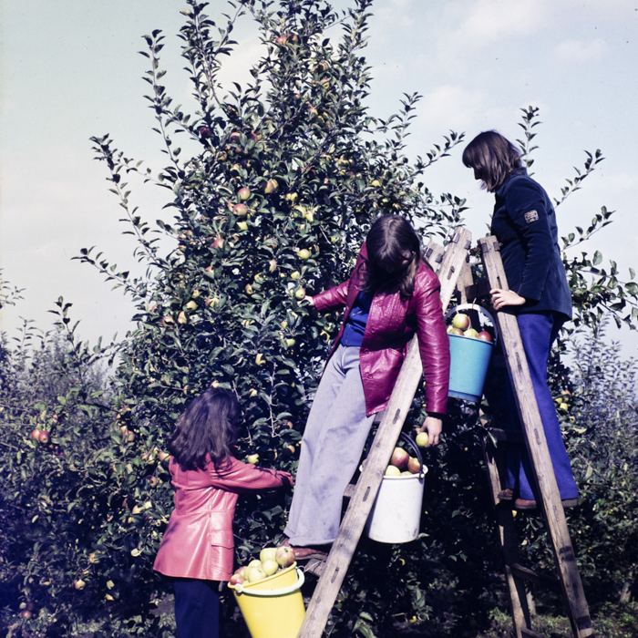 minerva_dn_1978_2351_cules_de_mere009