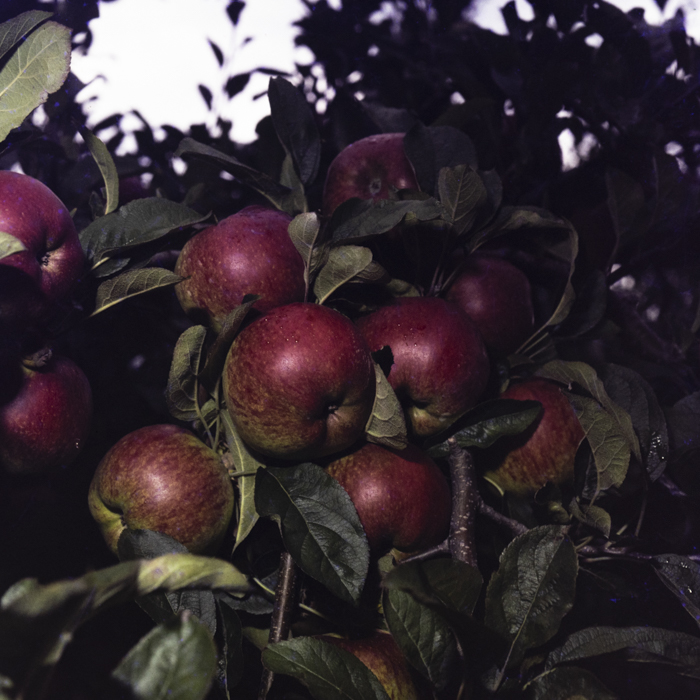 minerva_dn_1978_2351_cules_de_mere010