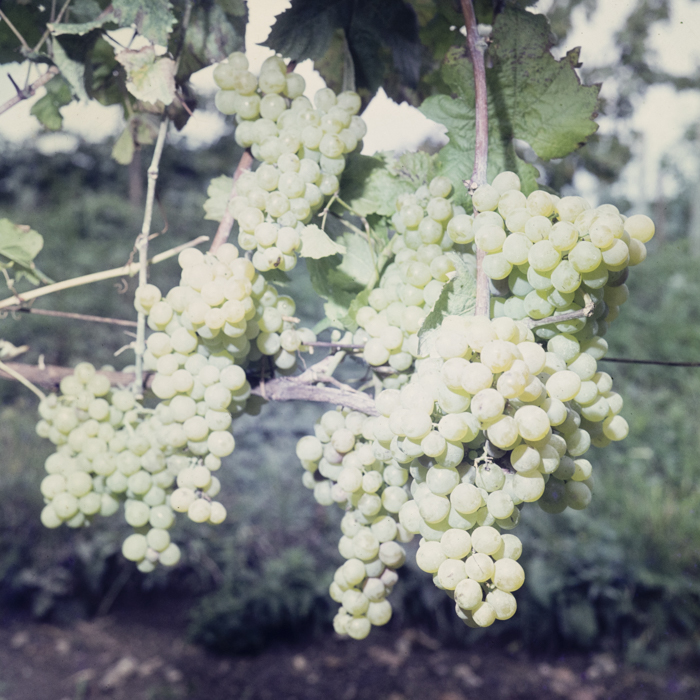 minerva_dn_1978_2351_cules_de_mere011