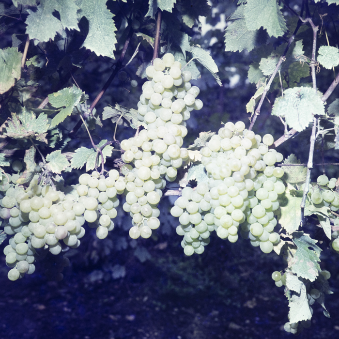 minerva_dn_1978_2351_cules_de_mere013