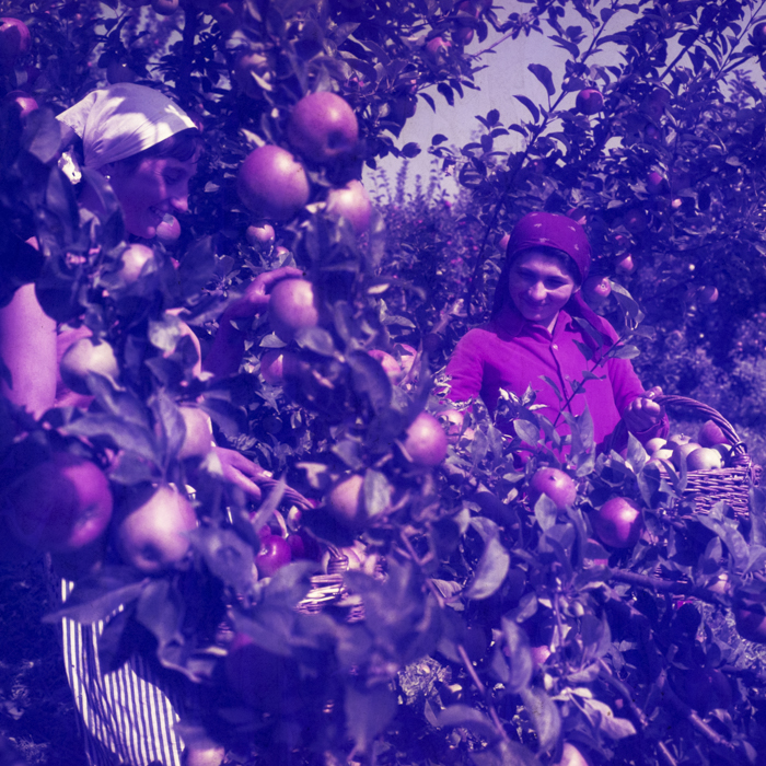 minerva_dn_1978_2351_cules_de_mere_008