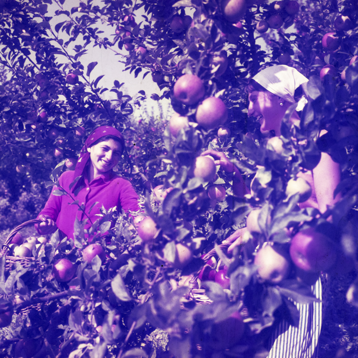 minerva_dn_1978_2351_cules_de_mere_009