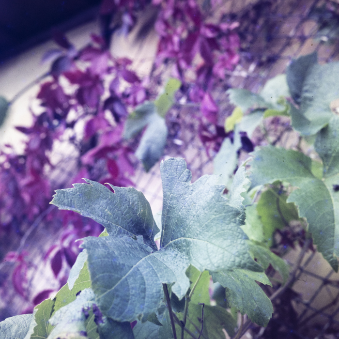 minerva_dn_1978_2352_C.A.P_turda_noua_007