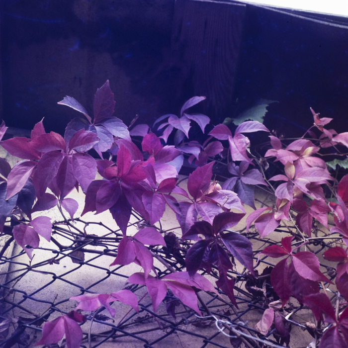 minerva_dn_1978_2352_C.A.P_turda_noua_008