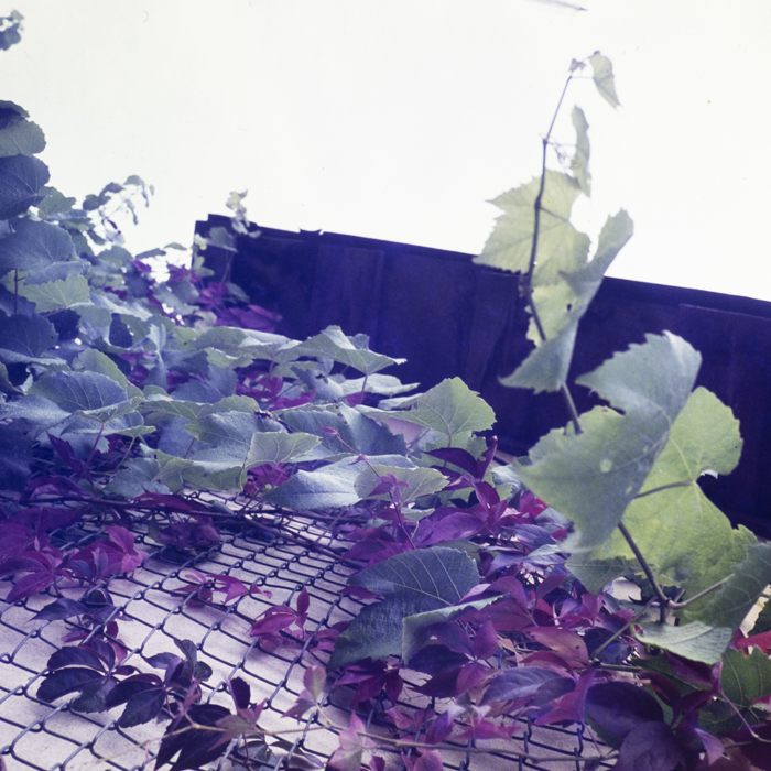 minerva_dn_1978_2352_C.A.P_turda_noua_009