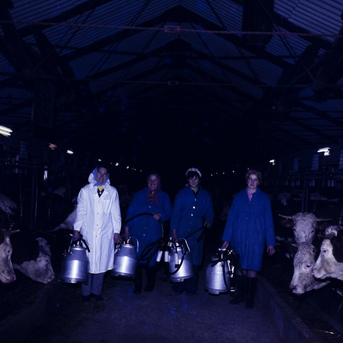 minerva_dn_1978_2359_C.A.P_lutita_003