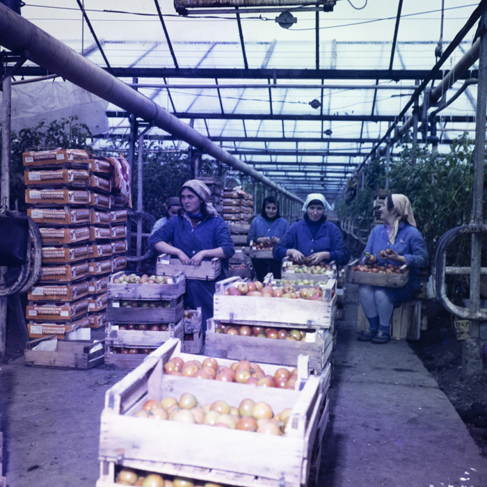 minerva_dn_1978_2365_c_a_p_jimbolia_001