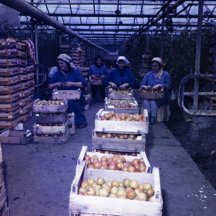 minerva_dn_1978_2365_c_a_p_jimbolia_002