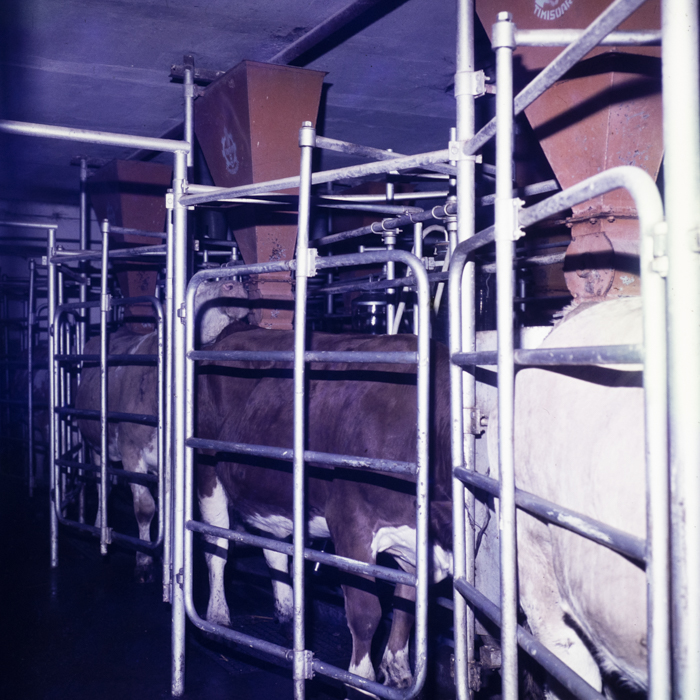 minerva_dn_1978_2365_c_a_p_jimbolia_003