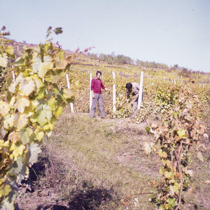 minerva_dn_1979_2273_c.a.p_suatu_001