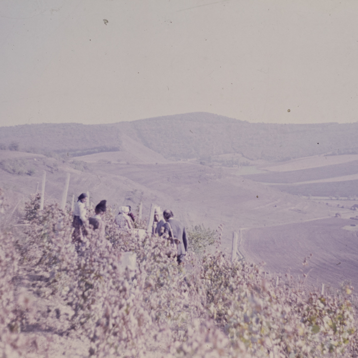 minerva_dn_1979_2273_c.a.p_suatu_004