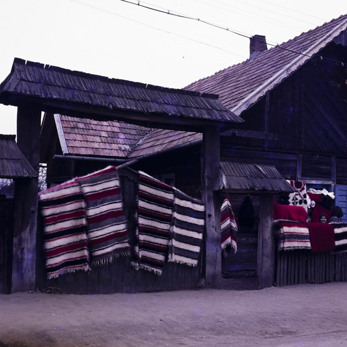 minerva_dn_1979_2371_pom_de_iarna_001