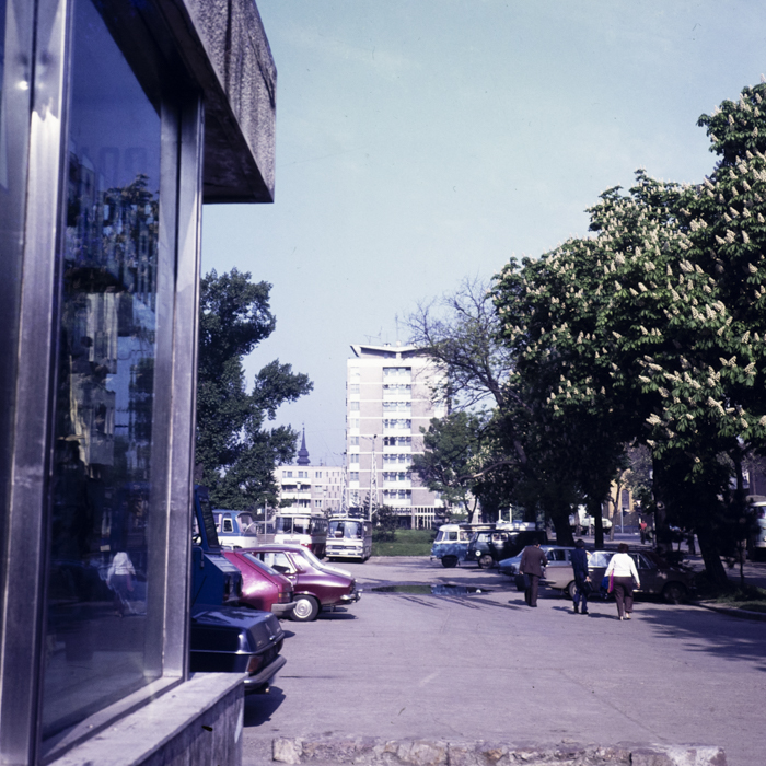 minerva_dn_1979_2371_pom_de_iarna_003