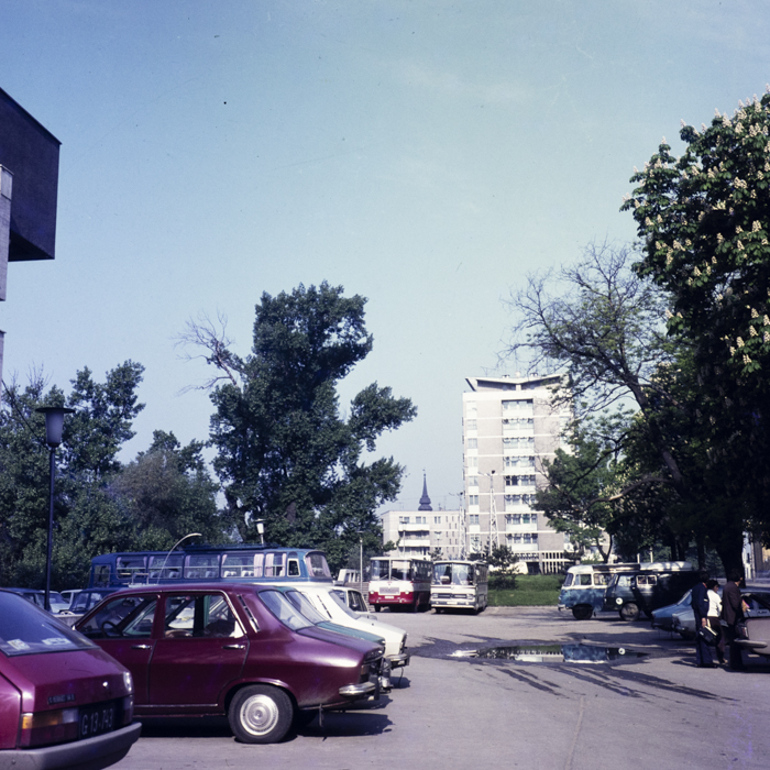 minerva_dn_1979_2371_pom_de_iarna_004