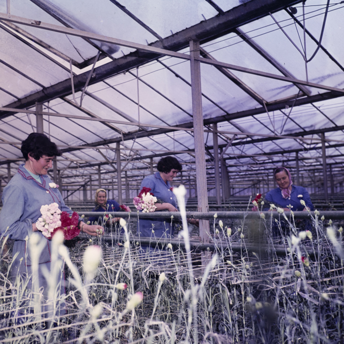 minerva_dn_1979_2379_cap_acatari_001