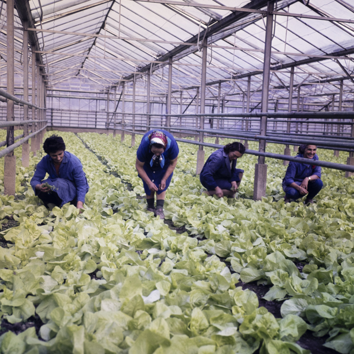 minerva_dn_1979_2379_cap_acatari_002