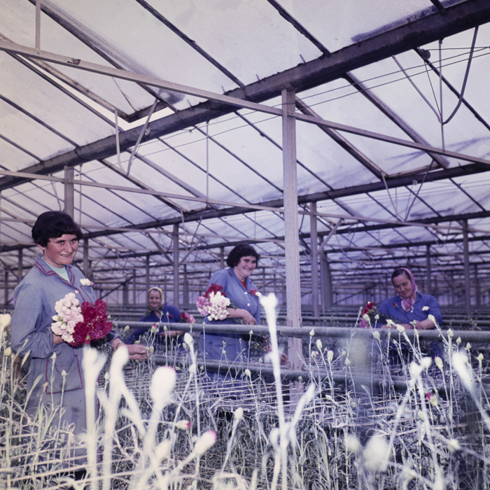 minerva_dn_1979_2379_cap_acatari_004