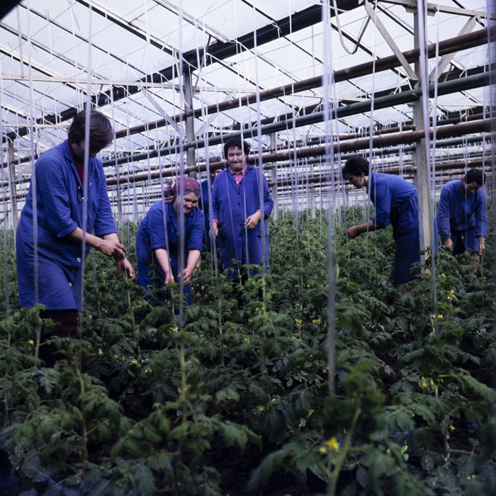 minerva_dn_1979_2379_cap_acatari_006