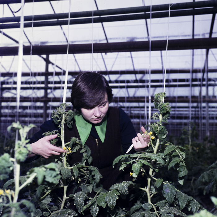 minerva_dn_1979_2379_cap_acatari_007